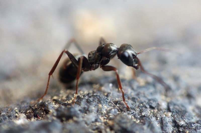 घर पर चींटियों को हटाने की प्रभावी विधि! हत्या के बिना चींटियों को कैसे नष्ट किया जा सकता है?