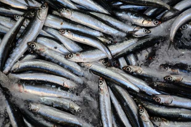 बोनिटो मछली के क्या लाभ हैं और यह किसके लिए अच्छा है? किस मछली का सेवन करना चाहिए कैसे?