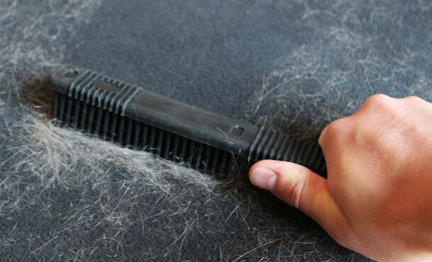 बिल्ली और कुत्ते के बाल कैसे साफ़ करें?