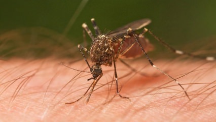 किस प्रकार का कीट काटता है? कीड़े के काटने के लक्षण! मच्छर के काटने की प्राकृतिक विधि