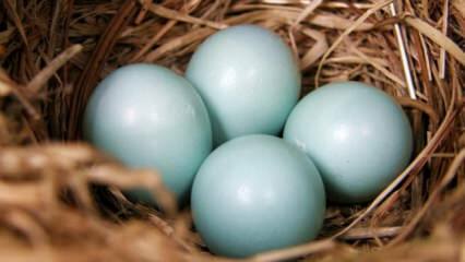 नीले हरे अंडे के लाभ क्या हैं?