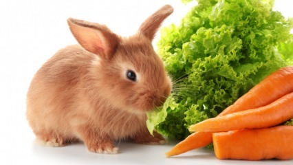  खरगोश क्या खाता है और क्या खाता है? घर पर आसान खरगोश की देखभाल