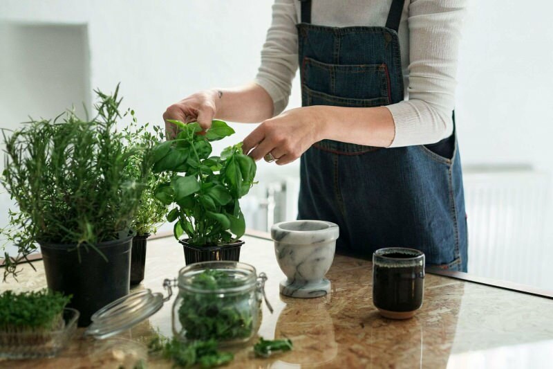 घर पर पौधे कैसे उगाएं? 5 सुझाव उन लोगों के लिए जो अपने मतलब के साथ घर पर पौधे उगाना चाहते हैं