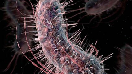 मांस खाने वाले बैक्टीरिया का संक्रमण कैसे होता है? मांस खाने वाले बैक्टीरिया के लक्षण क्या हैं और क्या उनका इलाज है?