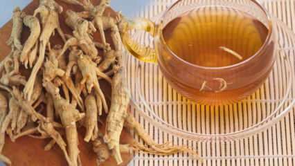 जिनसेंग के क्या फायदे हैं? जिनसेंग का सेवन कैसे किया जाता है? जिनसेंग चाय के लिए क्या अच्छा है?