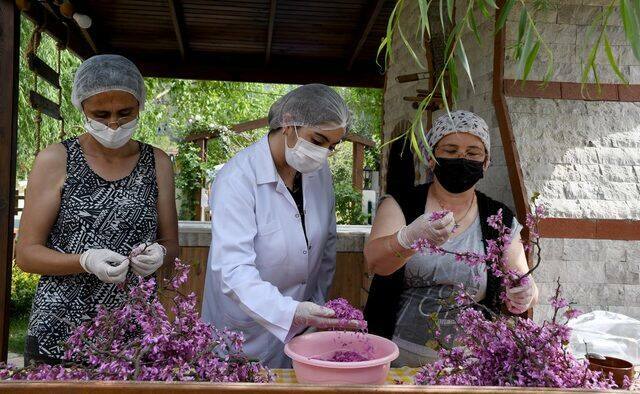 सबसे आसान रेडबेड फूल जाम कैसे बनाएं? Redbud फूल जाम के लिए युक्तियाँ