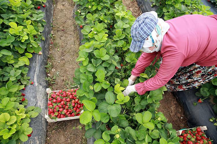 स्ट्रॉबेरी ग्रीनहाउस में महिला श्रमिकों का 'मजदूर संघर्ष'