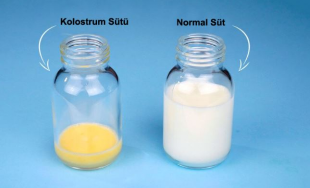 बच्चे के लिए कोलोस्ट्रम दूध के क्या फायदे हैं? स्तन के दूध से अंतर