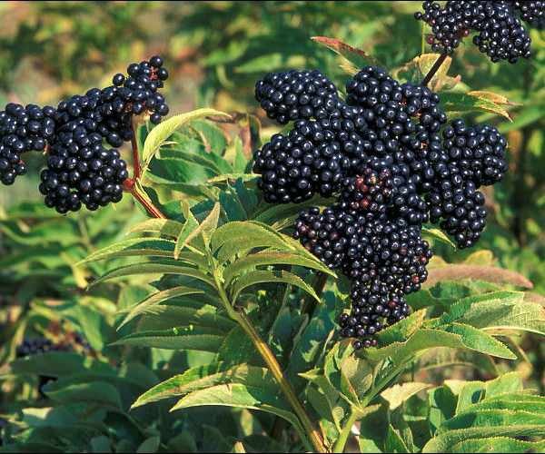 ब्लैक बिगबेरी क्रोनिया जैसे फलों से मिलता जुलता है