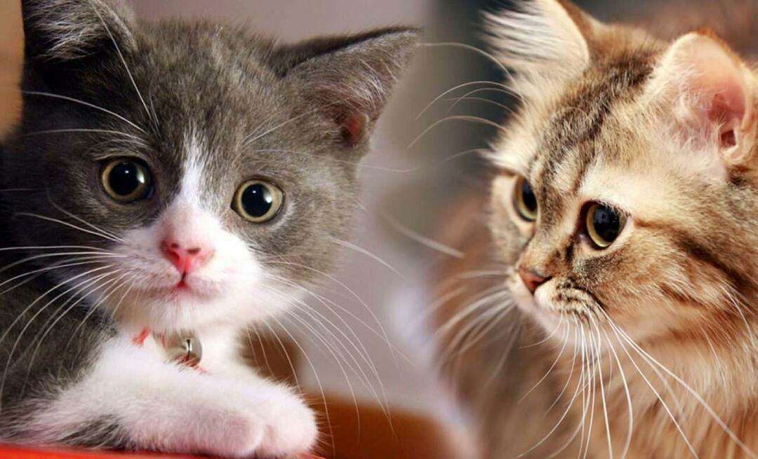 बिल्लियाँ मूंछें क्या करती हैं? क्या बिल्लियों की मूंछें कटी हुई हैं?