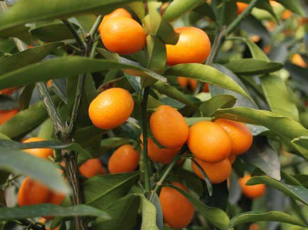 Kumquat (कुमकत) के क्या लाभ हैं? कुमकुम किन रोगों के लिए अच्छा है? कुमकुम कैसे खाया जाता है?