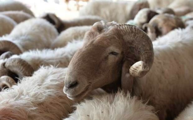 बलि भेड़ खरीदते समय क्या विचार किया जाना चाहिए?