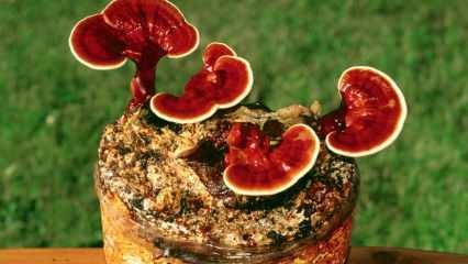 Reishi मशरूम के क्या लाभ हैं? Reishi मशरूम का उपभोग करने के लिए कैसे?