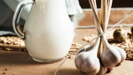 लहसुन का दूध कैसे बनाया जाता है? लहसुन का दूध क्या करता है? लहसुन का दूध बनाने ...