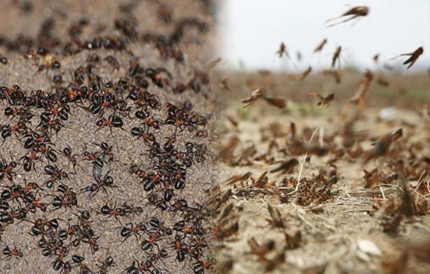 चींटी का आक्रमण कहाँ है? टिड्डे के संक्रमण के बाद चींटी का संक्रमण