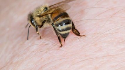 मधुमक्खी एलर्जी क्या है और इसके लक्षण क्या हैं? प्राकृतिक तरीके जो मधुमक्खी के डंक के लिए अच्छे हैं