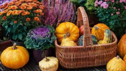 दिसंबर में कौन से फल और सब्जियां लगाई जाती हैं? दिसंबर में सब्जियां लगाते समय ध्यान देने योग्य बातें